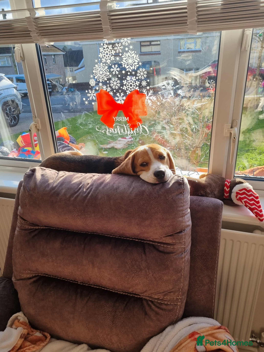 Beagle dogs for sale: Looking for a new loving family 10 mouths beagle  - Advert 19