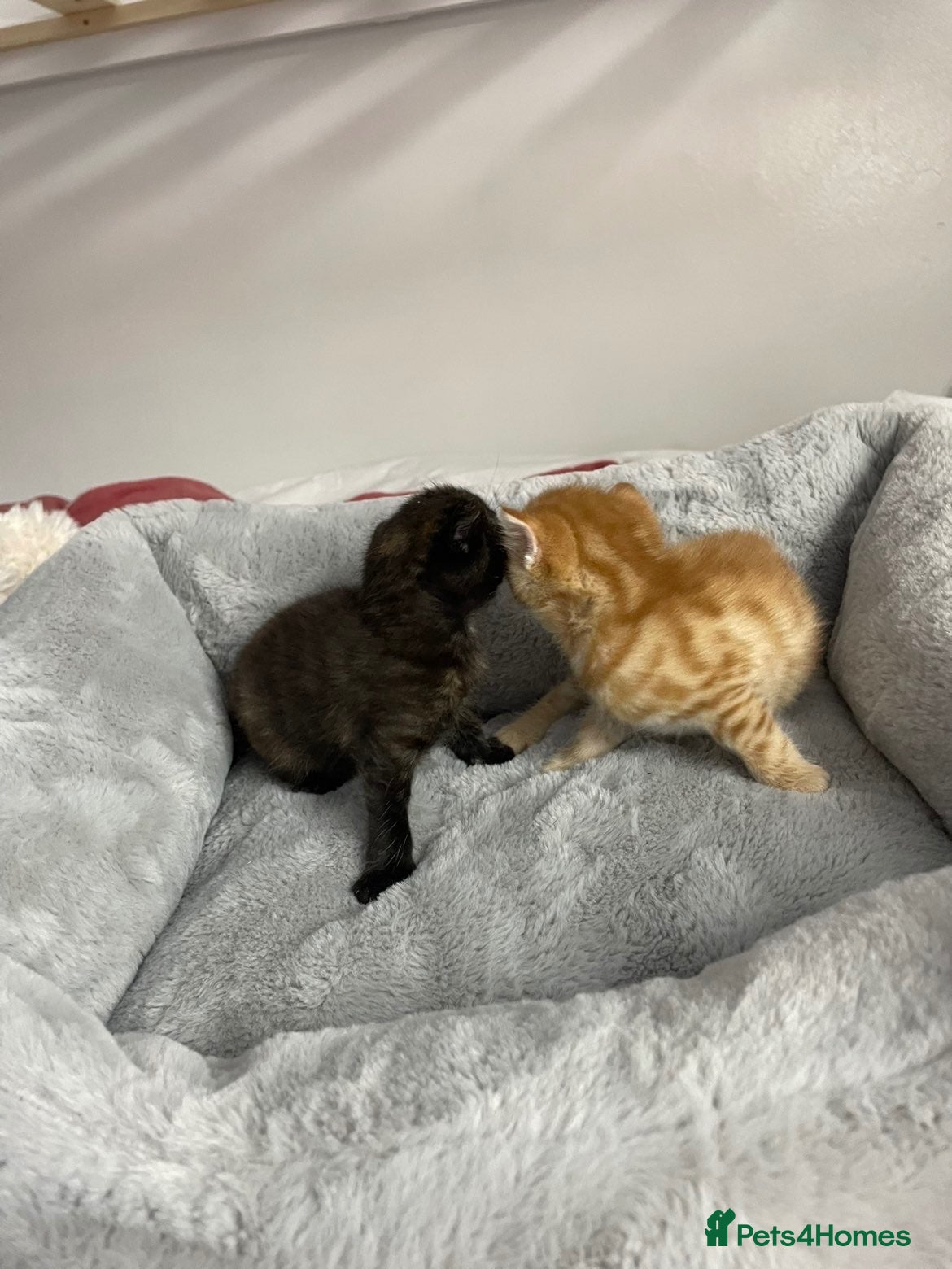 Mixed Breed cats for sale: Two kittens ready for sale in 5-6 weeks - Advert 1