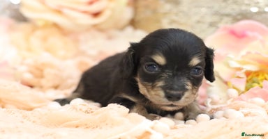 Miniature Dachshund dogs - Advert 3
