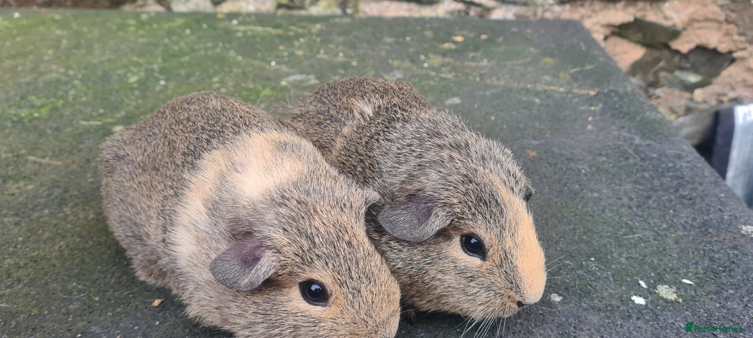 Guinea Pig rodents for sale: Pair of female guinea pigs  - Advert 7