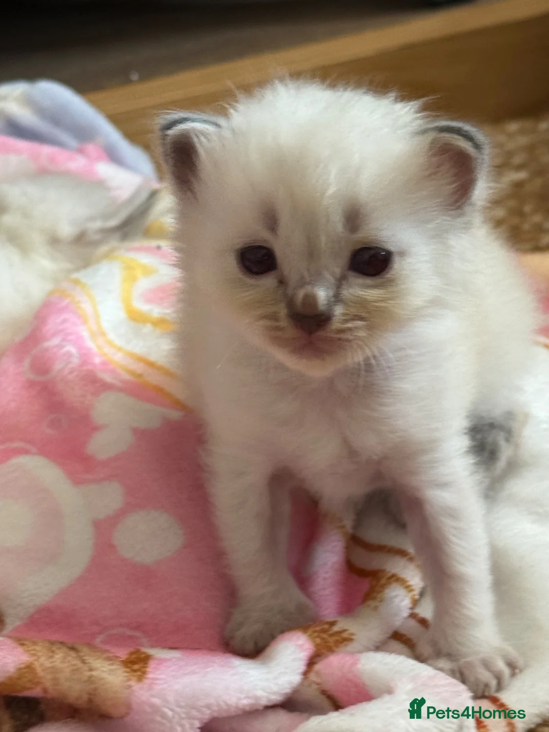 Ragdoll cats for sale: Stunning Ragdoll kittens  in Sheffield - Advert 2