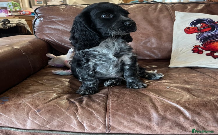 Cocker Spaniel dogs - Advert 15