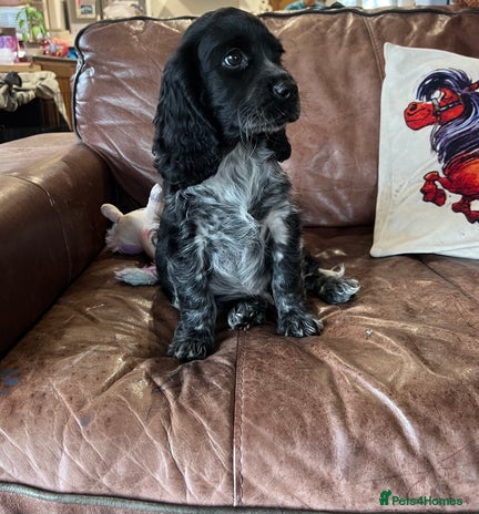 Cocker Spaniel dogs - Advert 15