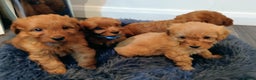 Cockapoo dogs for sale: Stunning red F1B cockapoo puppies  - Advert 4