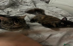 British Longhair cats for sale: Two kittens 6 months  - Image 2