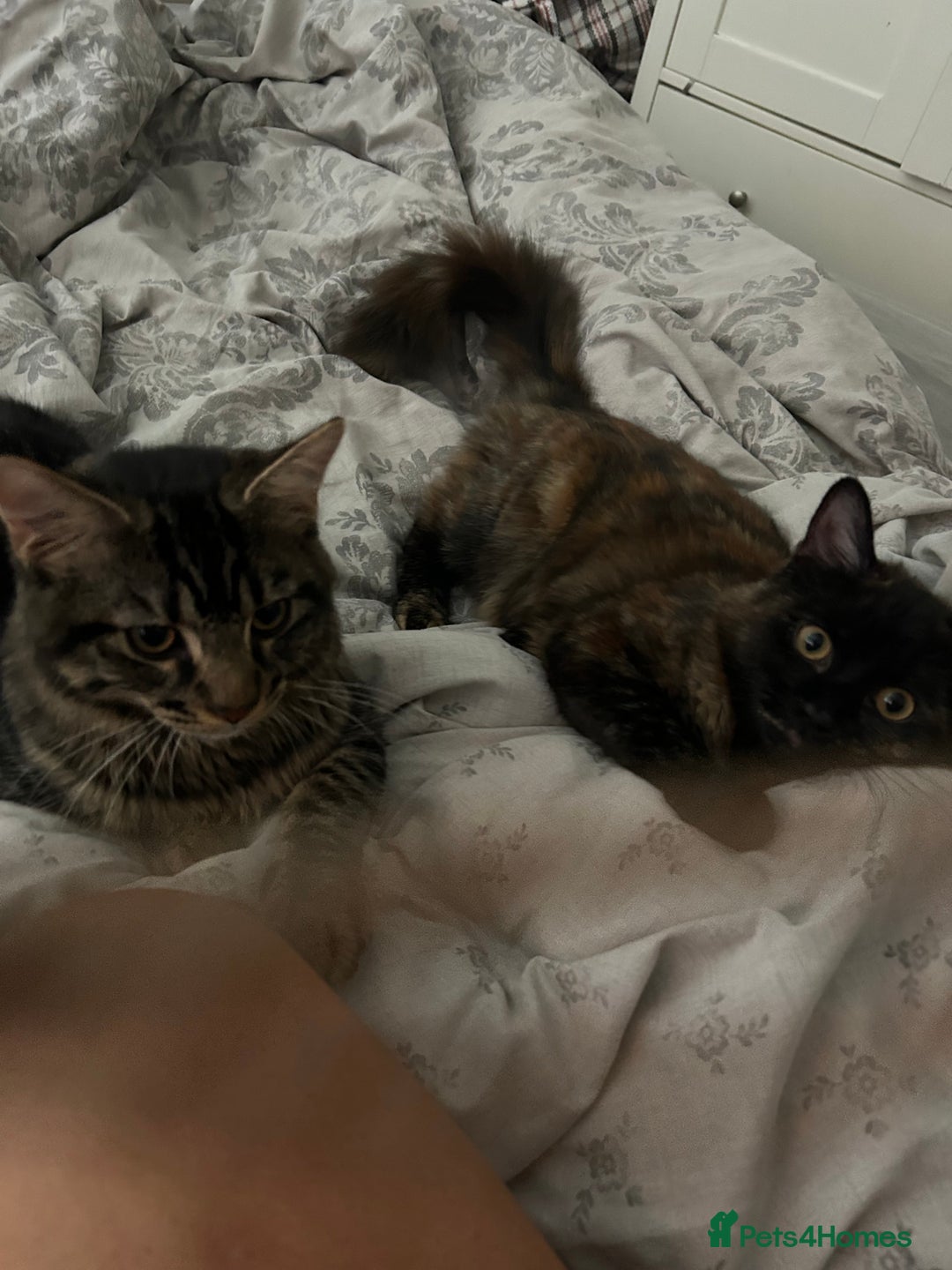 British Longhair cats for sale: Two kittens 6 months  - Image 2