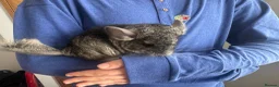 Chinchilla rodents for sale: Little Babies - Advert 1