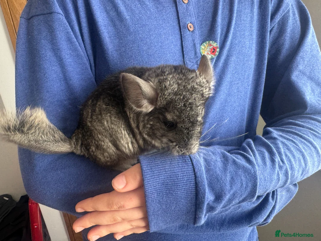 Chinchilla rodents for sale: Little Babies - Advert 1
