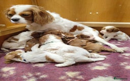 Cavapoo dogs for sale: Amazing quality cavapo litter  - Advert 3