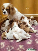 Cavapoo dogs Amazing quality cavapo litter - Advert 14