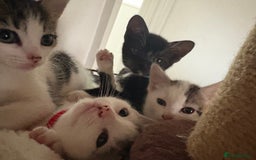 Mixed Breed cats for sale: Beautiful mixed breed kittens - Image 7