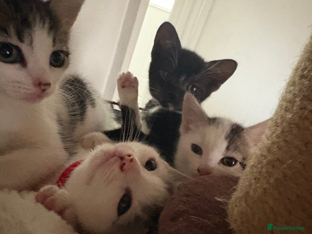 Mixed Breed cats for sale: Beautiful mixed breed kittens - Image 7