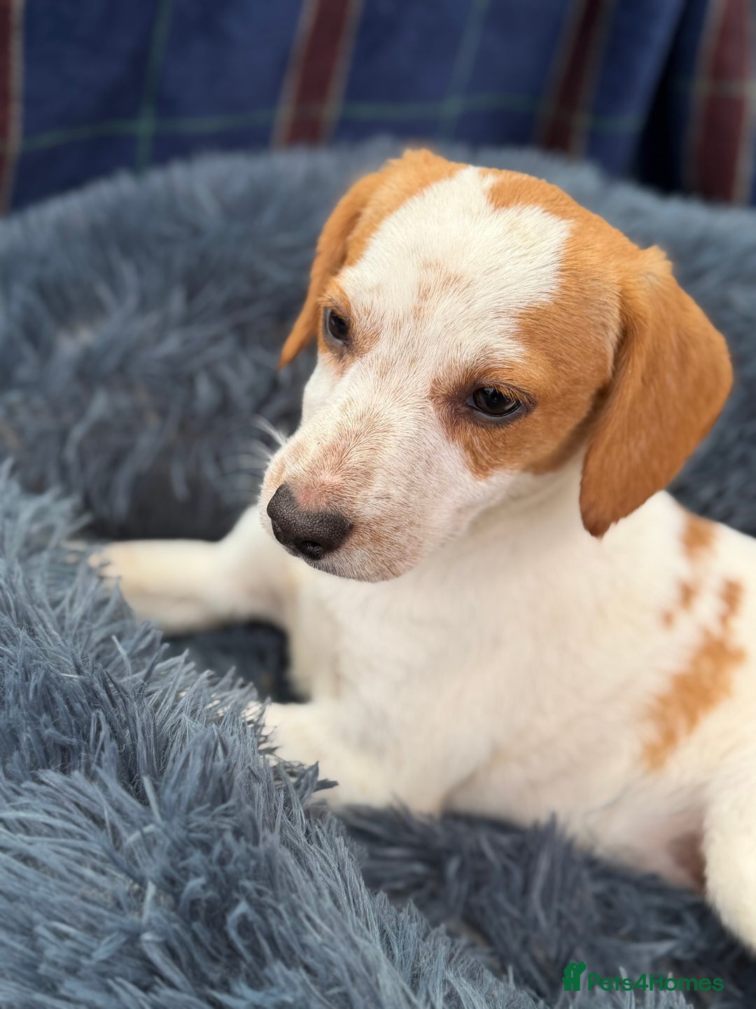 Beagle dogs for sale: Gorgeous Beagle puppies - Ready Now  - Advert 1