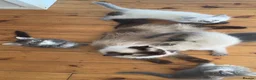 Maine Coon cats for sale: Maine coon x ragdoll GIRL - ready now  - Advert 2