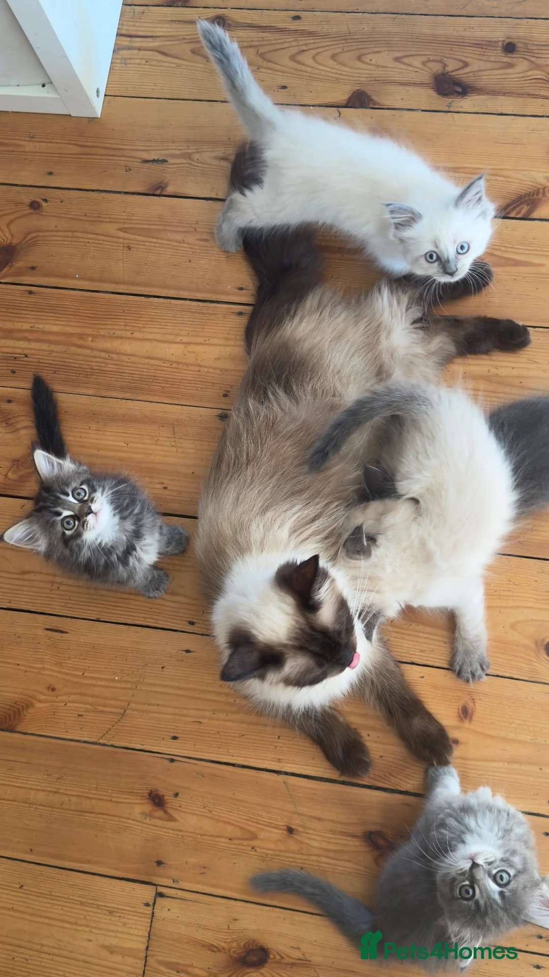 Maine Coon cats for sale: Maine coon x ragdoll GIRL - ready now  - Advert 2