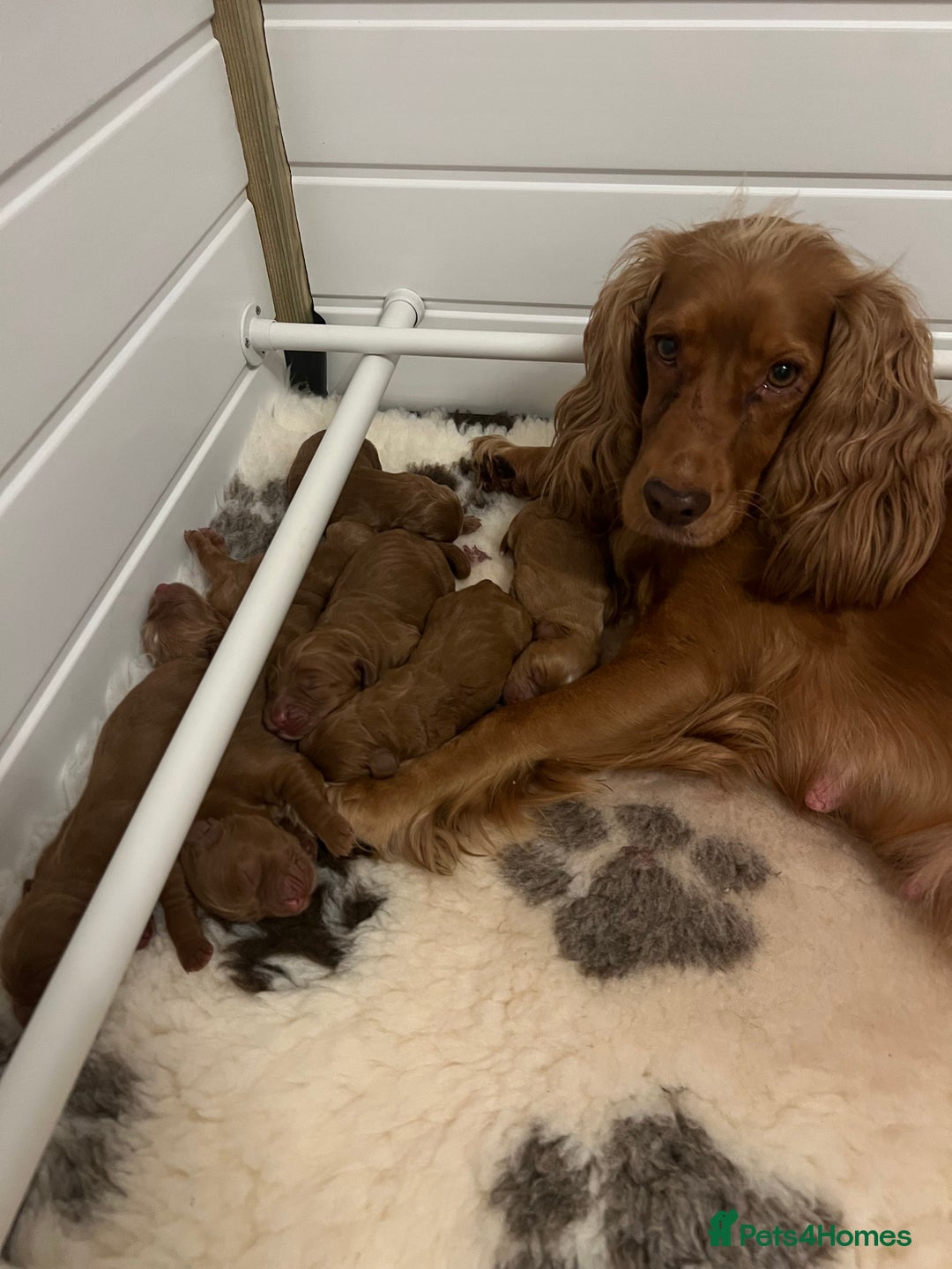 Cockapoo dogs for sale: F1 Cockapoo puppies from health tested parents  - Advert 3
