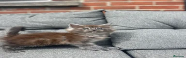 Maine Coon Kitten 3