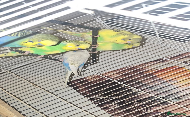 Budgerigars birds - Advert 2