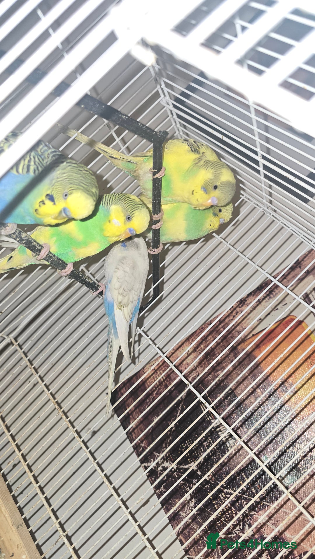 Budgerigars birds for sale: Babys budgies available  - Image 1