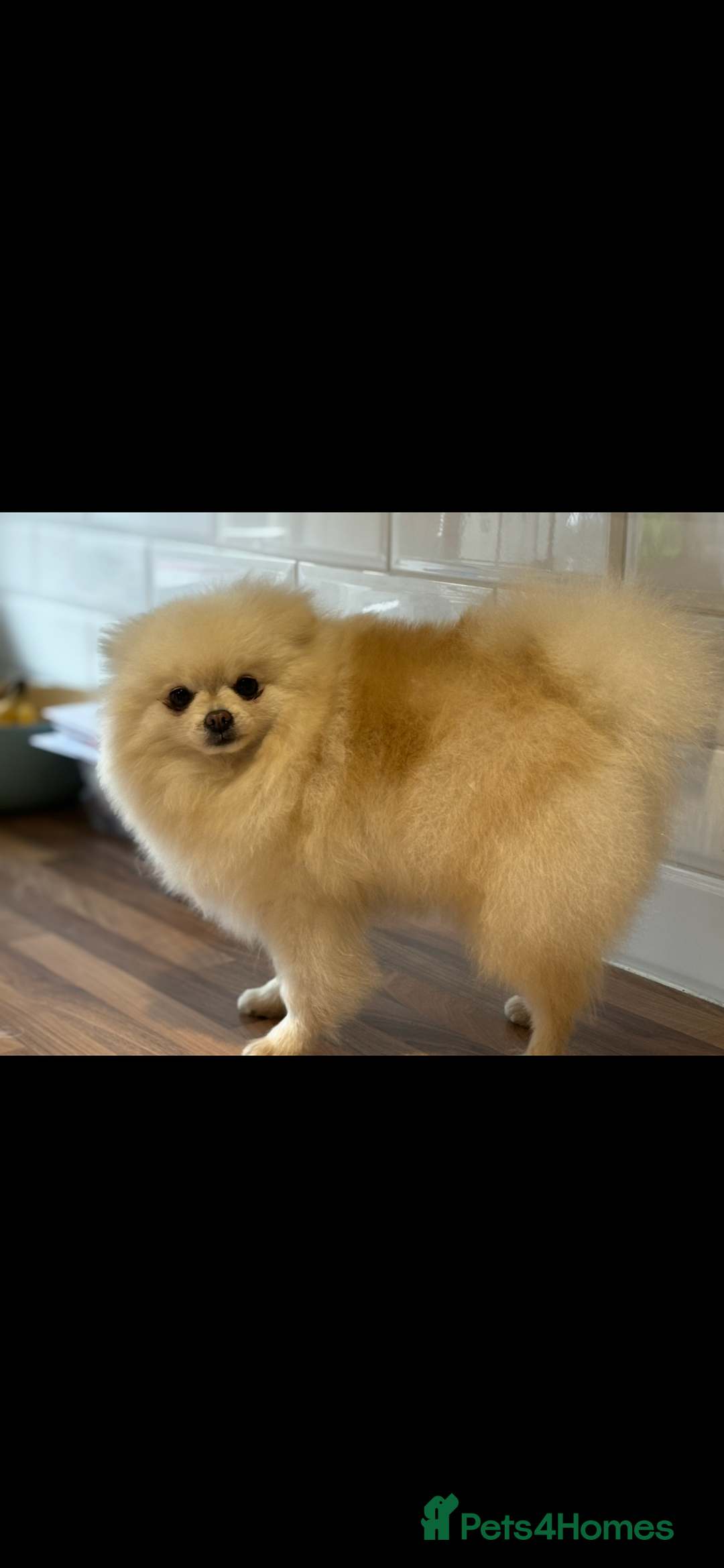 Pomeranian dogs for sale: Male Pomeranian  - Image 12