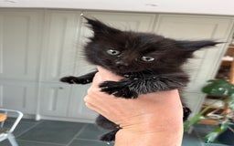 Mixed Breed cats for sale: Moggy kittens (half Mainecoon) - Image 7
