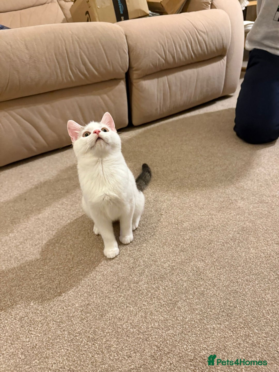 Domestic Shorthair cats for sale: Friendly Young Female Cat - Advert 7