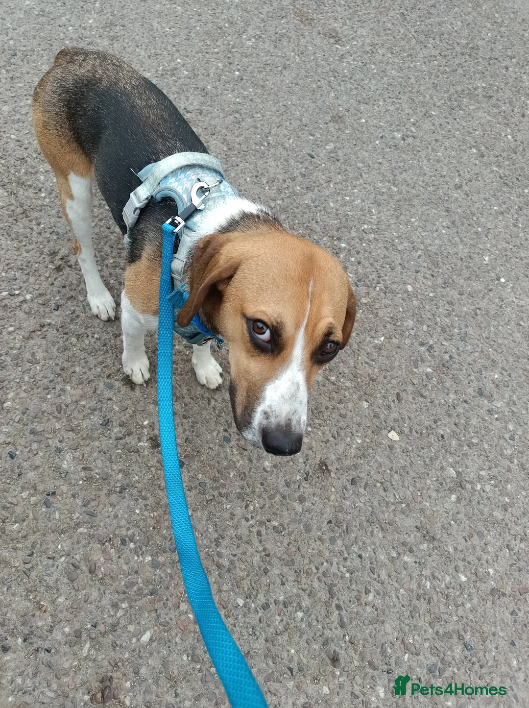 Beagle dogs for sale: Beagle needs new home  - Advert 1