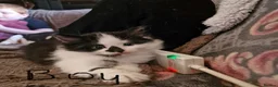 British Longhair cats for sale: British longhair x - Advert 2