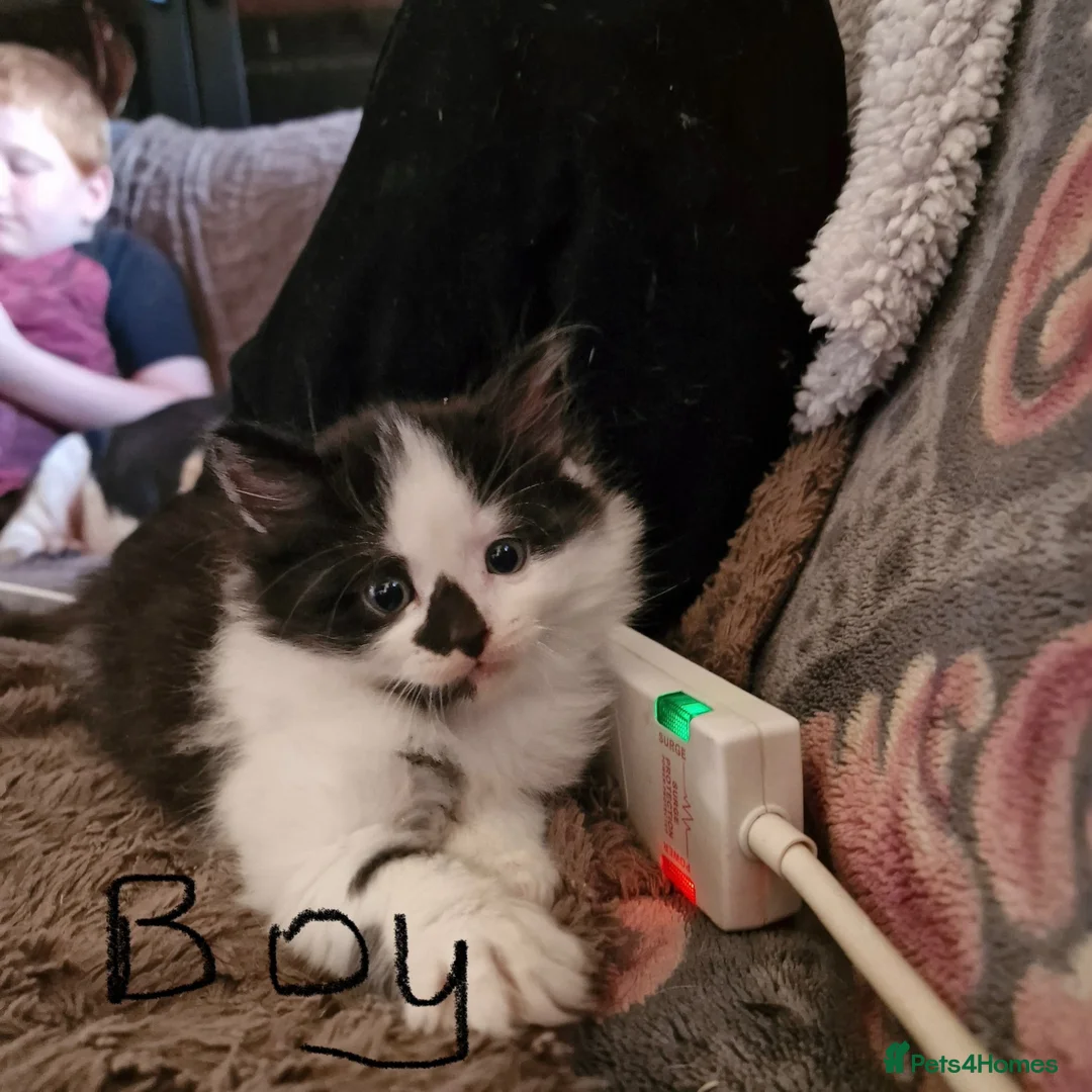 British Longhair cats for sale: British longhair x - Advert 2