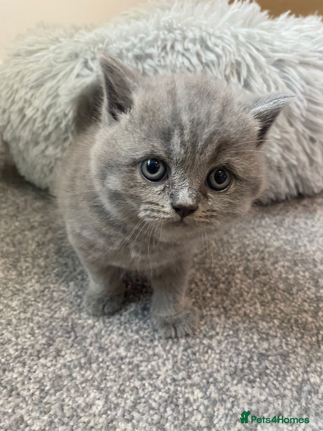 British Shorthair cats for sale: •Blue BSH Kittens – Ready Now . Last kitten left  - Image 10