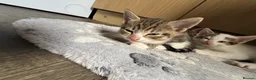 Mixed Breed cats for sale: 4 kittens for sale  in Wednesbury - Advert 3