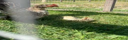 Chickens poultry for sale: High Quality Serama Bantam - Advert 12