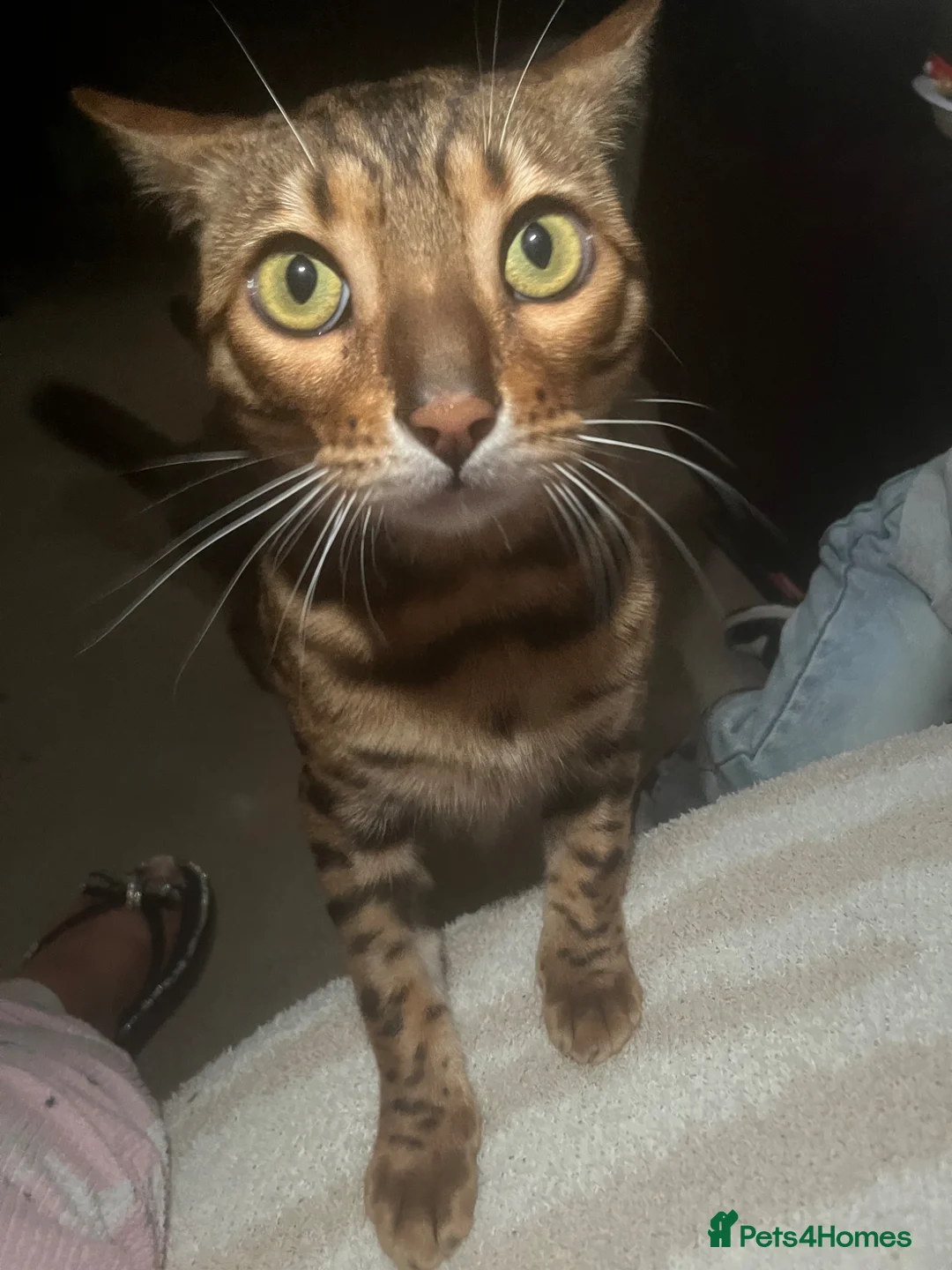 Bengal cats for sale: Bengal male - Advert 1