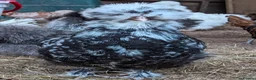 Chickens poultry for sale: Purebred Polish & USA Silkie Pekins Available  - Advert 9
