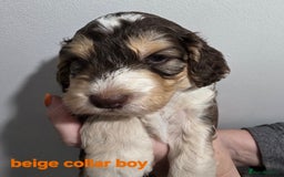 Cockapoo dogs for sale: Stunning f1 cockapoo pups - Advert 10