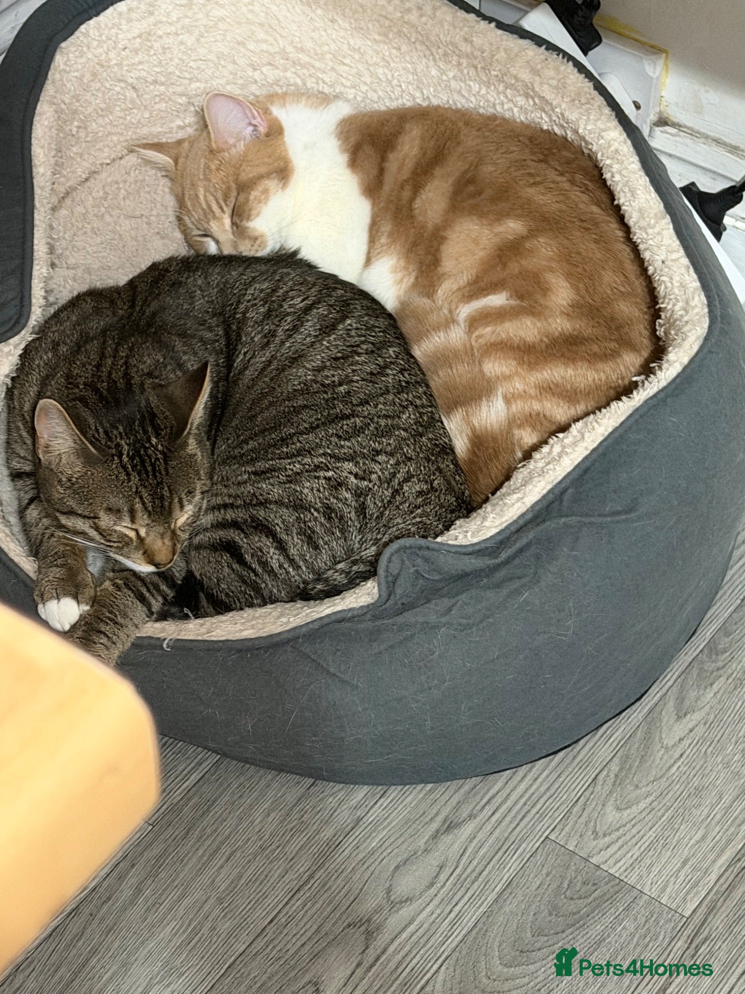 Mixed Breed cats Two male cats just over 1 year old - Advert 1