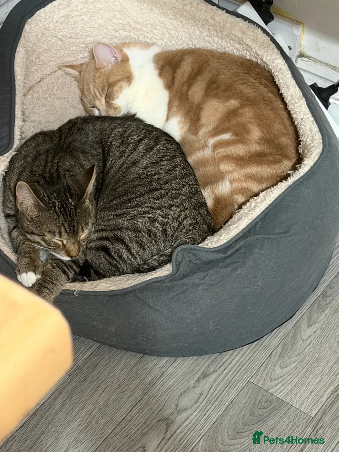 Mixed Breed cats for sale: Two male cats just over 1 year old - Advert 1