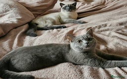 British Shorthair cats for sale: British shorthair kittens - Image 2