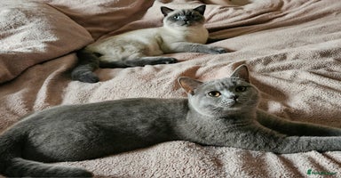 British Shorthair cats British shorthair kittens - Advert 3