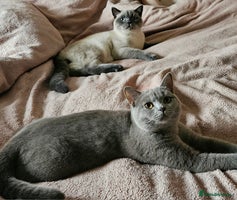 British Shorthair cats British shorthair kittens - Advert 3
