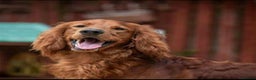 Irish Doodle dogs for sale: Stunning mahogany red Irish doodles READY NOW   - Advert 2