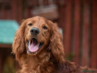 Irish Doodle dogs Stunning mahogany red multigen Irish doodles - Advert 1