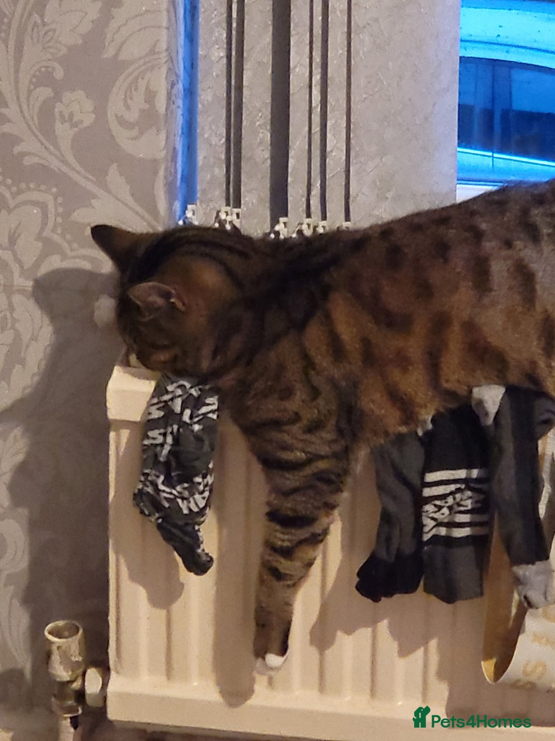 Mixed Breed cats for sale: Ripley - free to a good home - Image 11