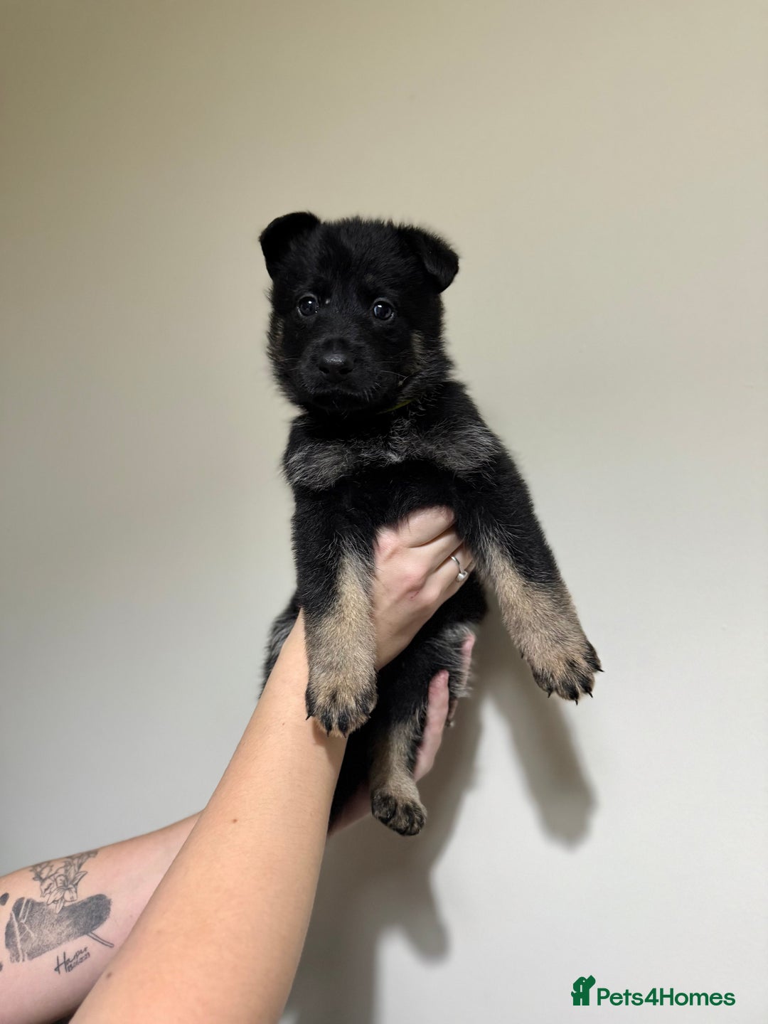 German Shepherd dogs for sale: Beautiful KC German Shepherd Puppies  - Advert 22