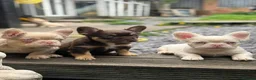 French Bulldog dogs for sale: Pink Fluffy Choc and Tan French Bulldog Puppies - Advert 9