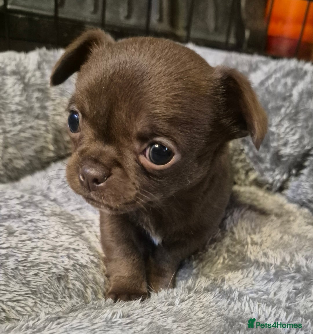 Chihuahua dogs for sale: KC chihuahua puppies  - Advert 8