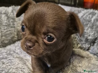 Chihuahua dogs KC chihuahua puppies - Advert 1