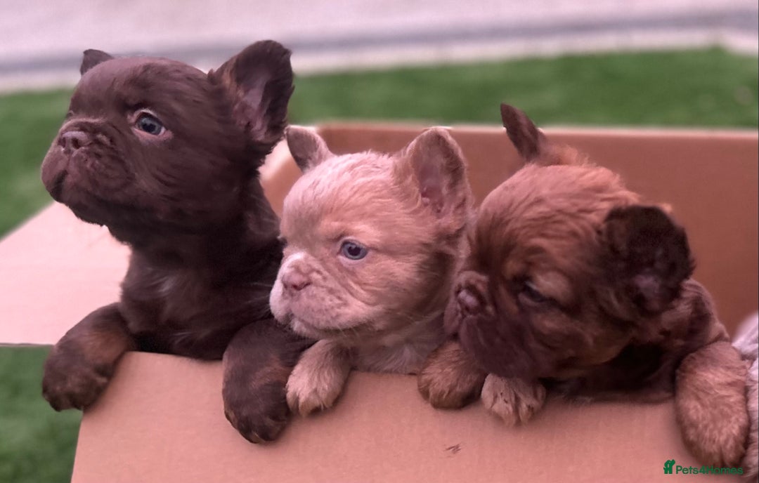 French Bulldog dogs for sale: READY TO LEAVE THIS WEEKEND FLUFFY FRENCH BULLDOGS - Advert 4