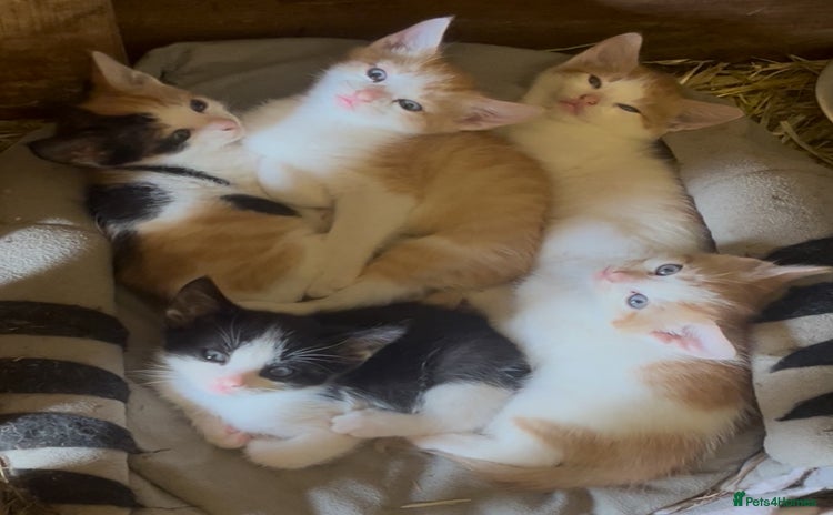 Mixed Breed cats in Cullompton - Advert 13