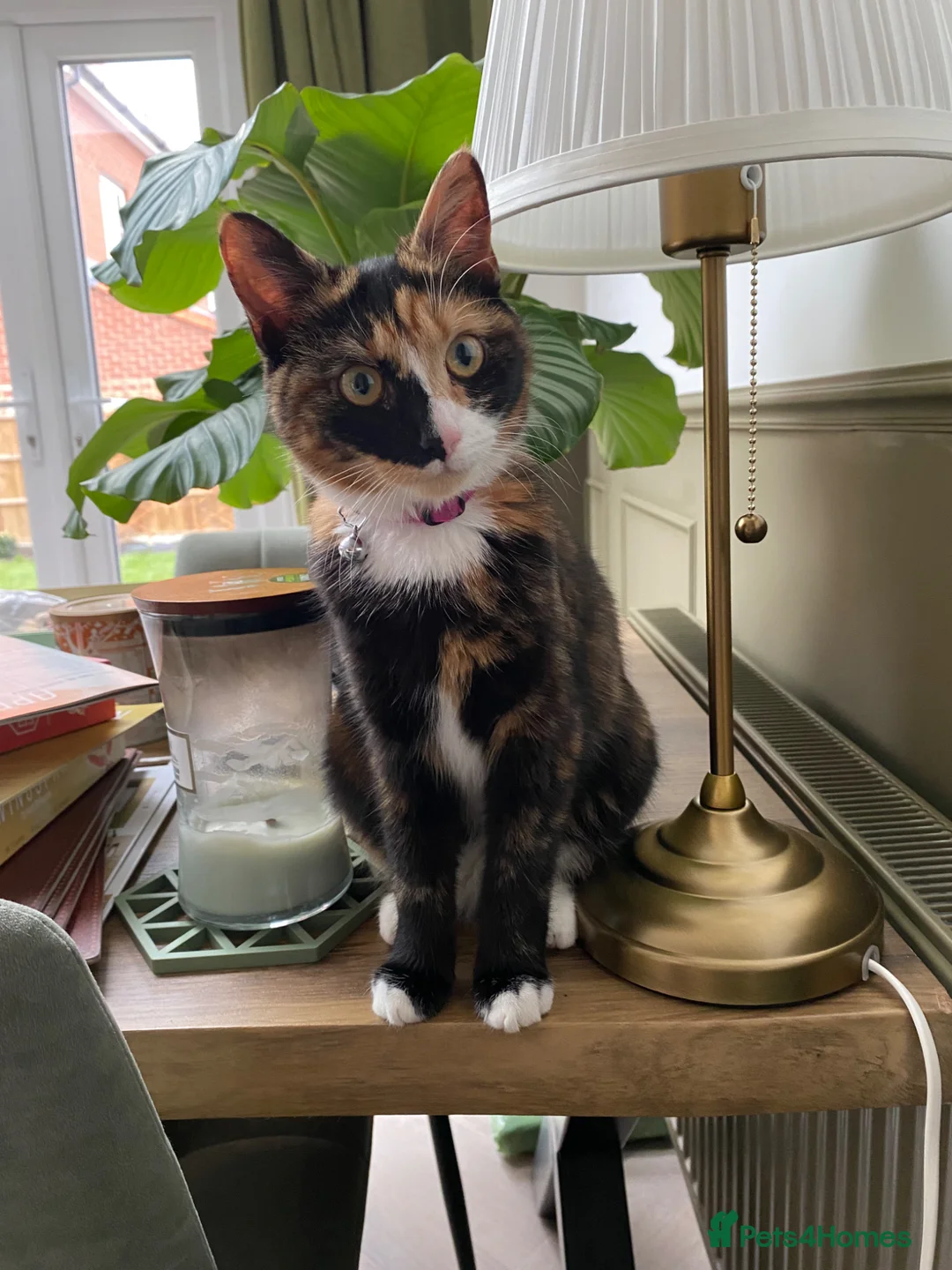 Mixed Breed cats for sale: Pretty girl - Advert 1